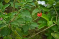 Stachytarpheta mutabilis